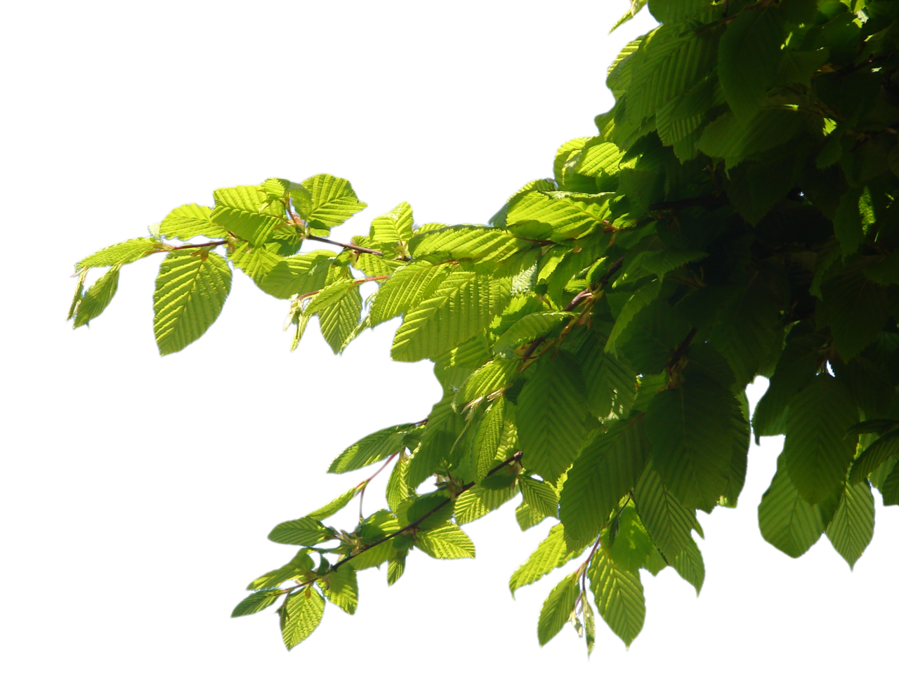 Picture of bright green leaves of a tree