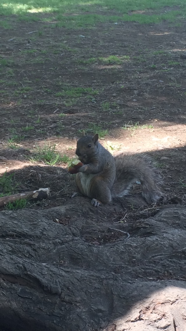 Image of a squirrel