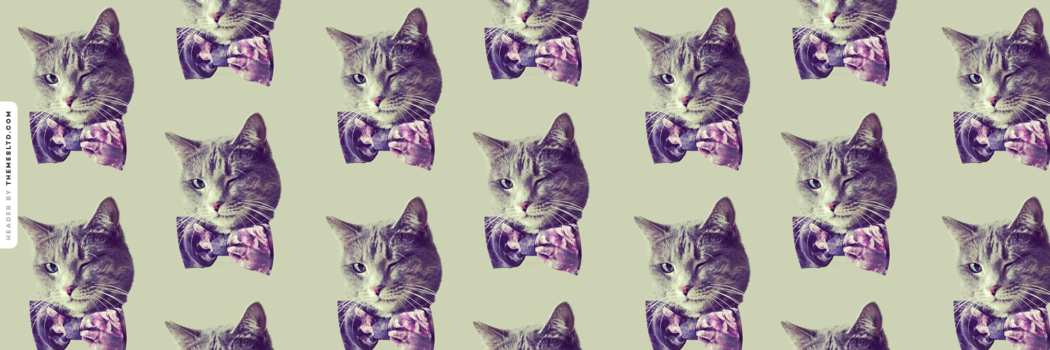 My cat header